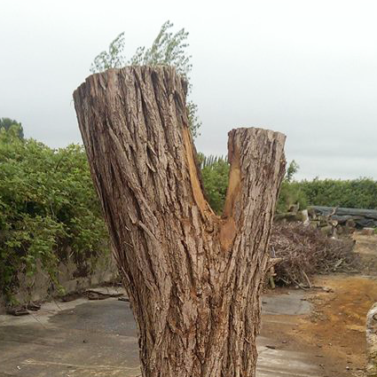 Baum